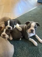 Red girl , a female Boston Terrier for sale in Hidden Valley Lake, CA – Photo 4 of 4