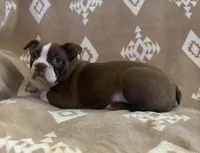 Red girl , a female Boston Terrier for sale in Hidden Valley Lake, CA – Photo 1 of 4
