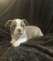 Lilac girl , a female Boston Terrier for sale in Hidden Valley Lake, CA – Photo 2 of 3