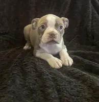 Lilac girl , a female Boston Terrier for sale in Hidden Valley Lake, CA – Photo 1 of 3