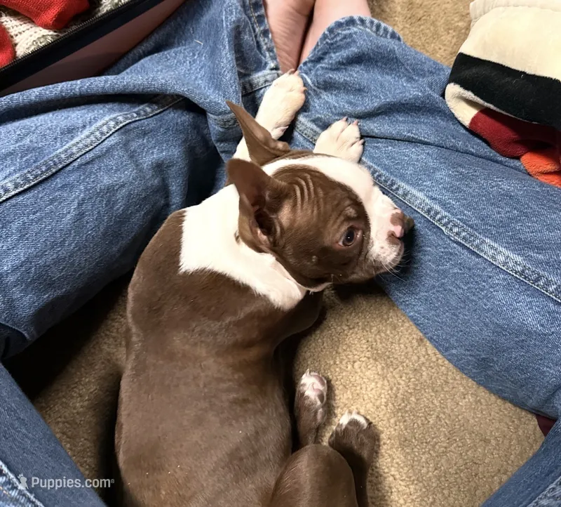 Jeffey – Boston Terrier puppy for sale in Hidden Valley Lake, CA