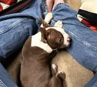 Jeffey, a male Boston Terrier for sale in Hidden Valley Lake, CA – 1 of 4