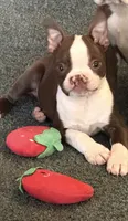 Jeffey, a male Boston Terrier for sale in Hidden Valley Lake, CA – 3 of 4