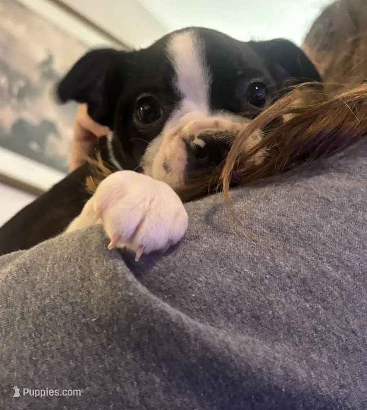 Black Girl  – Boston Terrier puppy for sale in Hidden Valley Lake, CA