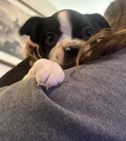 Black Girl , a female Boston Terrier for sale in Hidden Valley Lake, CA – Photo 1 of 4