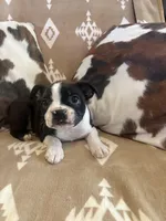 Black Girl , a female Boston Terrier for sale in Hidden Valley Lake, CA – Photo 3 of 4