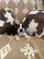 Black Girl , a female Boston Terrier for sale in Hidden Valley Lake, CA – Photo 4 of 4