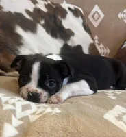 Black Girl , a female Boston Terrier for sale in Hidden Valley Lake, CA – Photo 2 of 4