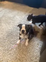 Girl 1, a female Boston Terrier for sale in Ridgway, CO – 4 of 4