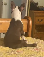 Jeffey, a male Boston Terrier for sale in Hidden Valley Lake, CA – 4 of 4