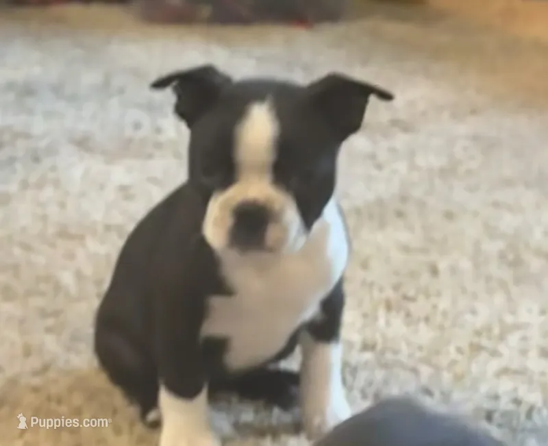 Girl 2 – Boston Terrier puppy for sale in Ridgway, CO