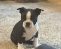 Girl 2, a female Boston Terrier for sale in Ridgway, CO – 1 of 4