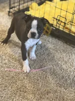 Girl 2, a female Boston Terrier for sale in Ridgway, CO – 4 of 4