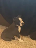 Girl 1, a female Boston Terrier for sale in Ridgway, CO – 3 of 4