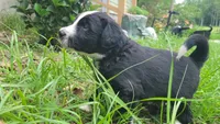 Rocky , a male Miniature Aussiedoodle for sale in Conway, SC – 2 of 8