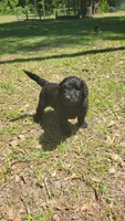 Pecan (F1), a male Miniature Aussiedoodle for sale in Conway, SC – 7 of 10