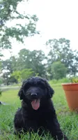 Pecan (F1), a male Miniature Aussiedoodle for sale in Conway, SC – 9 of 10