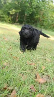Pecan (F1), a male Miniature Aussiedoodle for sale in Conway, SC – 8 of 10