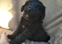 Turtle , a male Miniature Aussiedoodle for sale in Conway, SC – 2 of 8