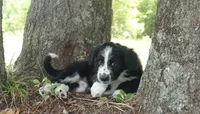 Rocky , a male Miniature Aussiedoodle for sale in Conway, SC – 8 of 8