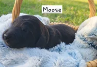 Moose , a male Miniature Aussiedoodle for sale in Conway, SC – 3 of 7