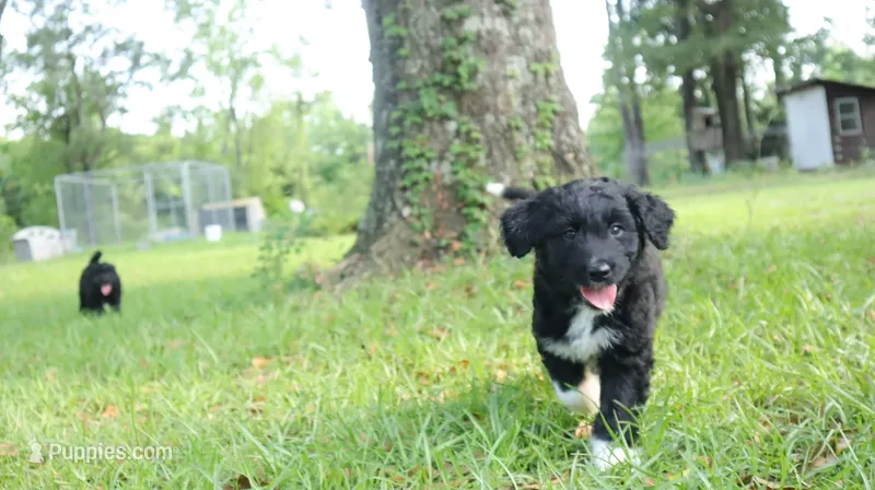 Cherry (F1) – Miniature Aussiedoodle puppy for sale in Conway, SC