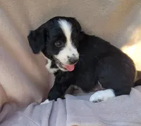 Rocky , a male Miniature Aussiedoodle for sale in Conway, SC – 6 of 8
