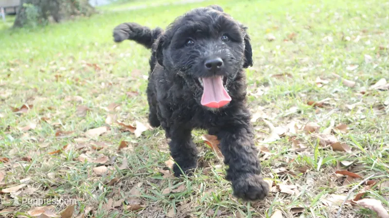 Gelato (F1) – Miniature Aussiedoodle puppy for sale in Conway, SC