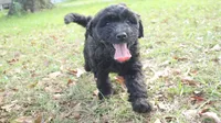 Gelato (F1), a female Aussiedoodle for sale in Conway, SC – 1 of 10