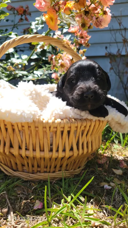 Neapolitan (F1) – Miniature Aussiedoodle puppy for sale in Conway, SC