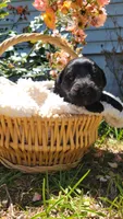 Gelato (F1), a female Miniature Aussiedoodle for sale in Conway, SC – 1 of 3