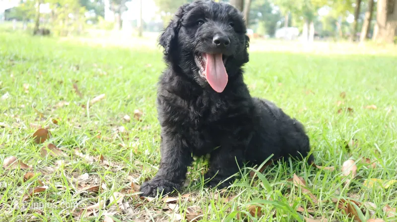 Pecan (F1) – Miniature Aussiedoodle puppy for sale in Conway, SC