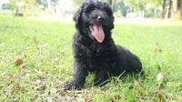 Pecan (F1), a male Miniature Aussiedoodle for sale in Conway, SC – 1 of 10
