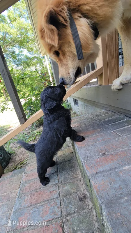 Turtle  – Miniature Aussiedoodle puppy for sale in Conway, SC