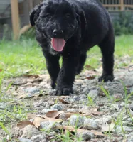Butterscotch (F1), a female Miniature Aussiedoodle for sale in Conway, SC – 8 of 8
