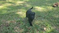 Gelato (F1), a female Aussiedoodle for sale in Conway, SC – 9 of 10