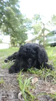 Pecan (F1), a male Miniature Aussiedoodle for sale in Conway, SC – 2 of 10