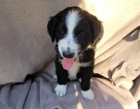 Rocky , a male Miniature Aussiedoodle for sale in Conway, SC – 7 of 8