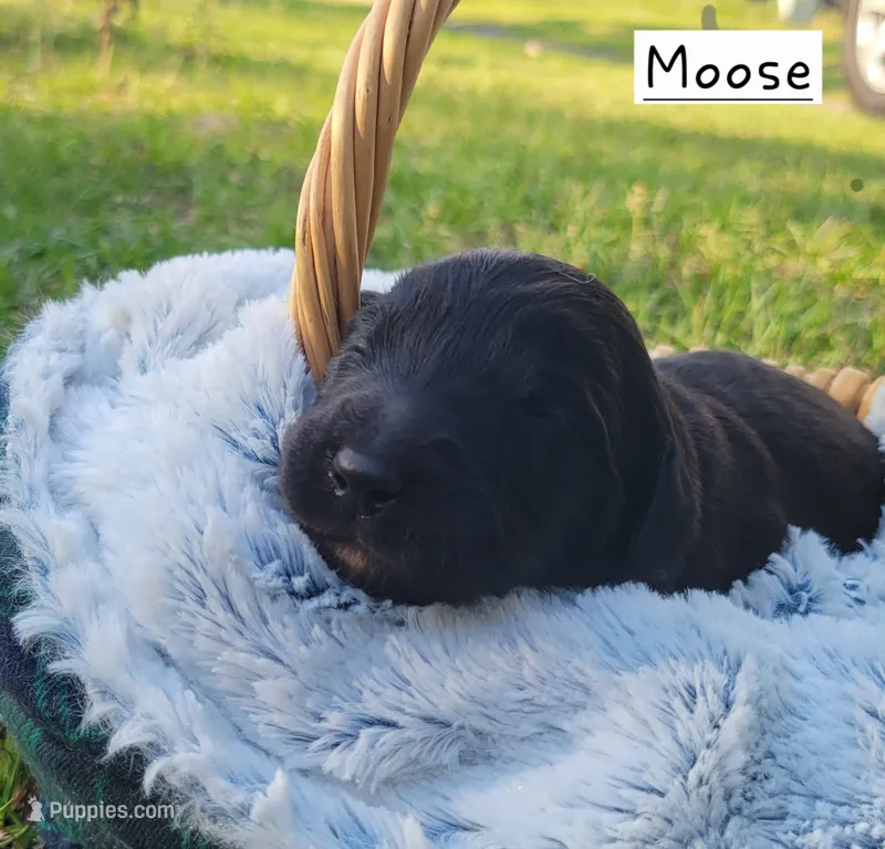 Moose (F1) – Miniature Aussiedoodle puppy for sale in Conway, SC