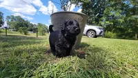 Turtle , a male Miniature Aussiedoodle for sale in Conway, SC – 6 of 8