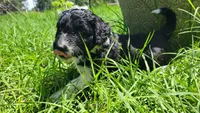 Praline , a female Miniature Aussiedoodle for sale in Conway, SC – 2 of 7