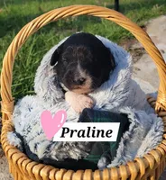 Praline, a female Miniature Aussiedoodle for sale in Conway, SC – 1 of 2