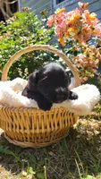Gelato (F1), a female Miniature Aussiedoodle for sale in Conway, SC – 3 of 3