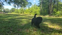 Pecan (F1), a male Miniature Aussiedoodle for sale in Conway, SC – 6 of 10