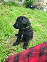 Butterscotch (F1), a female Miniature Aussiedoodle for sale in Conway, SC – 4 of 8