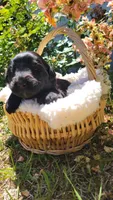 Gelato (F1), a female Miniature Aussiedoodle for sale in Conway, SC – 2 of 3