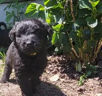 Moose , a male Miniature Aussiedoodle for sale in Conway, SC – 1 of 7