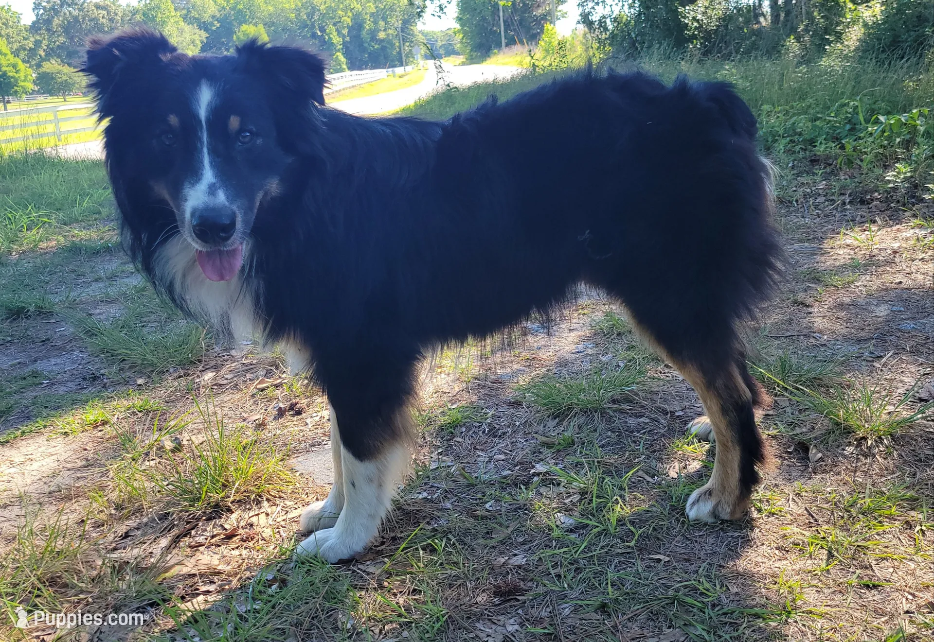 Moose , a male Miniature Aussiedoodle for sale in Conway, SC – 5 of 7