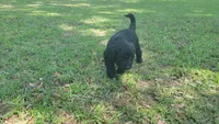 Pecan (F1), a male Miniature Aussiedoodle for sale in Conway, SC – 5 of 10