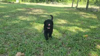 Strawberry (F1), a female Miniature Aussiedoodle for sale in Conway, SC – 2 of 7
